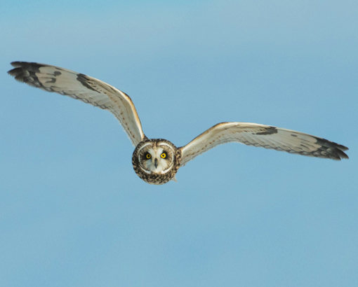 Mayan Sign Owl in Flight