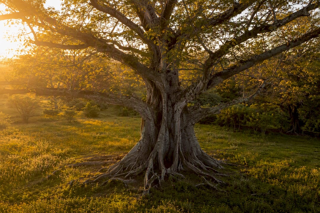 Full-grown ceiba tree symbolizing World Tree
