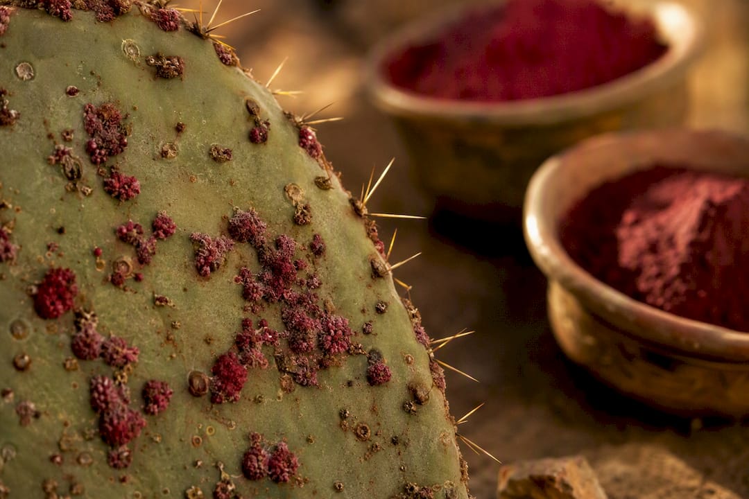 Close-up of red cochineal insects on cactus pad