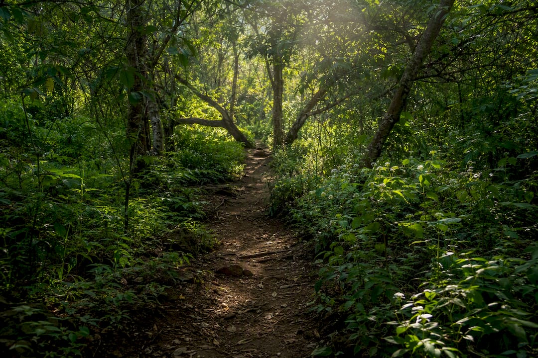 Sunlit forest path symbolizing clarity and truth